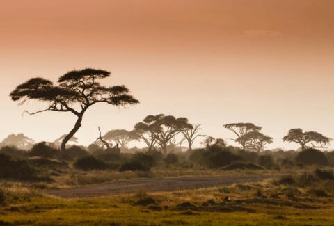 Africa